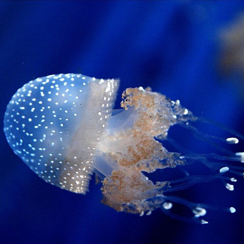 藍環(huán)斑點水母